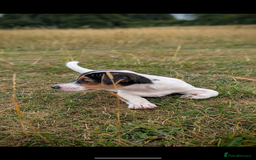 Jack Russell dogs for sale: Chunky Confident Terrier Pups for 5* Active Homes - Image 3