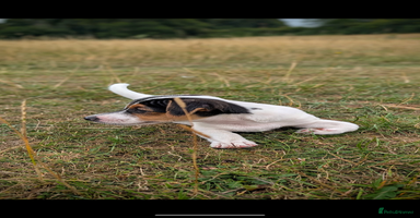 Jack Russell dogs - Advert 11