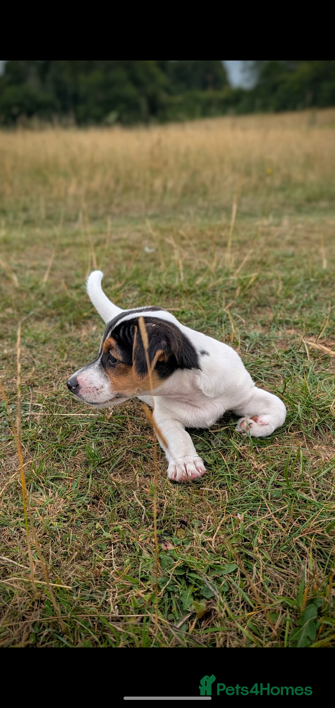 Jack Russell dogs for sale: Chunky Confident Terrier Pups for 5* Active Homes - Image 3