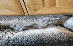 British Shorthair cats for sale: British shorthair kittens for sale.  - Image 11