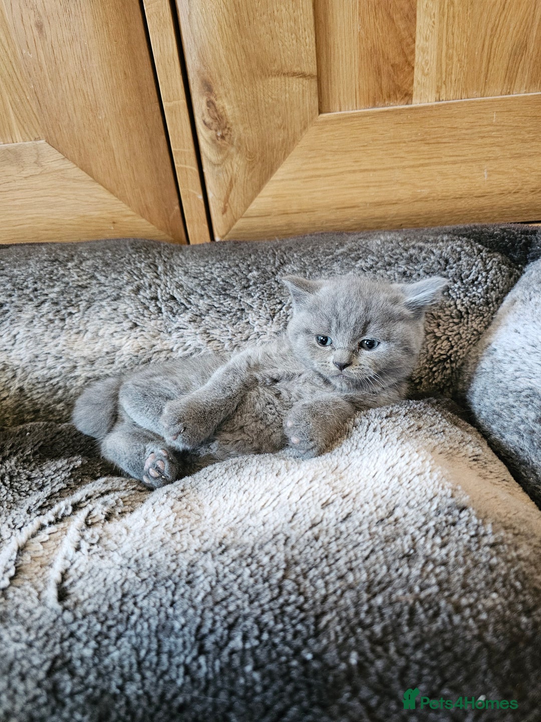 British Shorthair cats for sale: British shorthair kittens for sale.  - Image 11