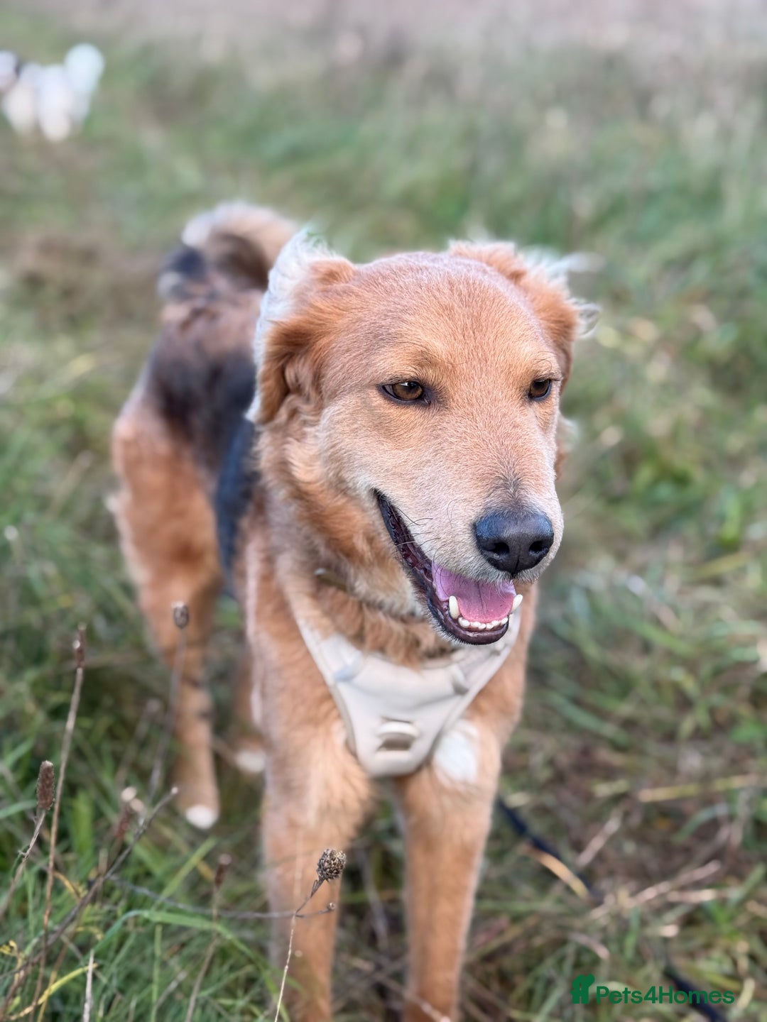 Mixed Breed dogs for adoption: Sweet Nathan Is looking for Love  - Image 31