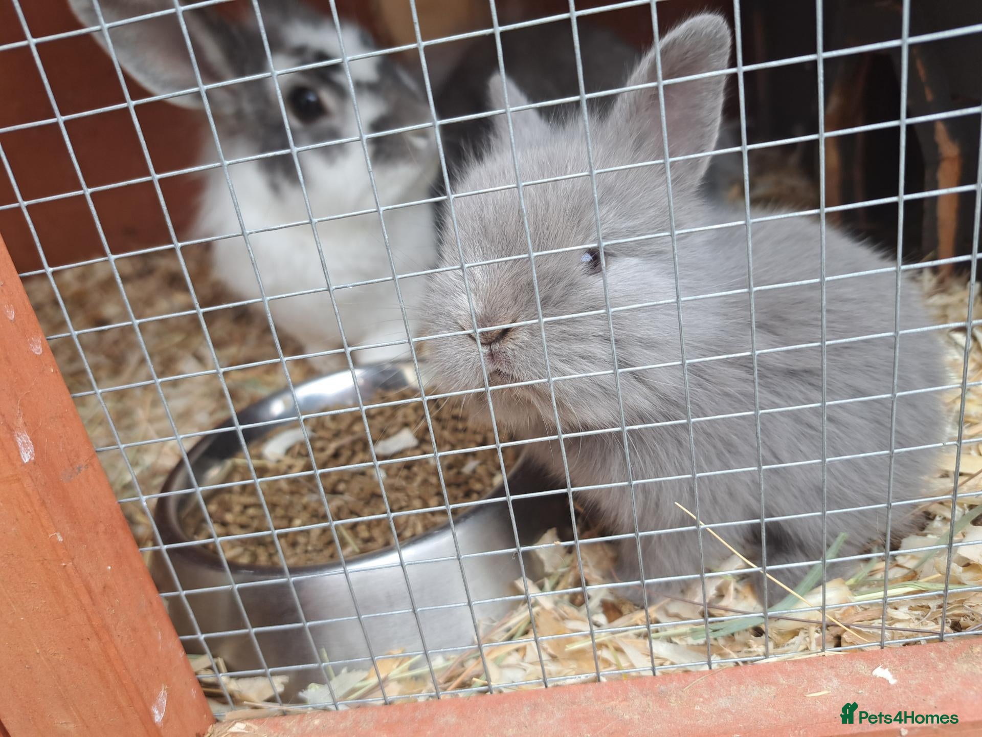 Mixed Breed rabbits 4 angora x female kits - Advert 1