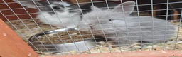 Mixed Breed rabbits for sale: 4 angora x female kits in Morecambe - Advert 1