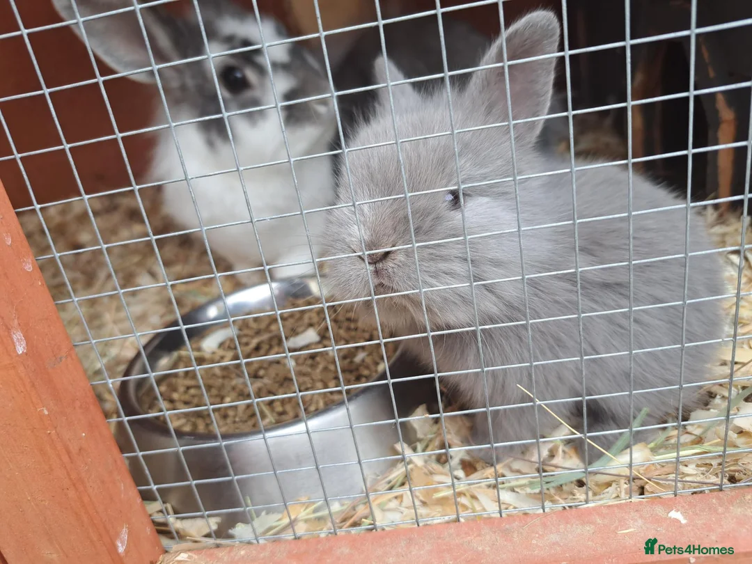 Mixed Breed rabbits for sale: 4 angora x female kits in Morecambe - Advert 1