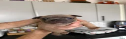 French Bulldog dogs for sale: French bulldog puppies - Advert 8