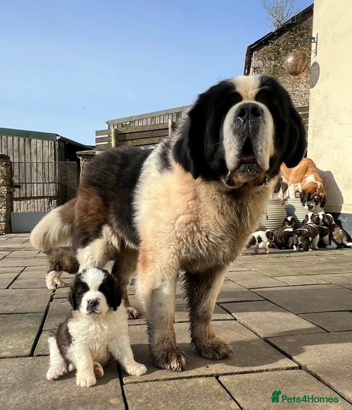 Saint Bernard dogs Saint pups from HIP & ELBOW tested parents  - Advert 3
