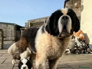 Saint Bernard dogs Saint pups from HIP & ELBOW tested parents - Advert 3