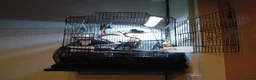 Parrots birds for sale: Parrotlet Male - Advert 14