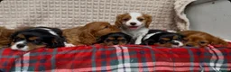 Cavalier King Charles Spaniel dogs for sale: STUNNING CAVALIER KING CHARLES PUPPIES  - Advert 26
