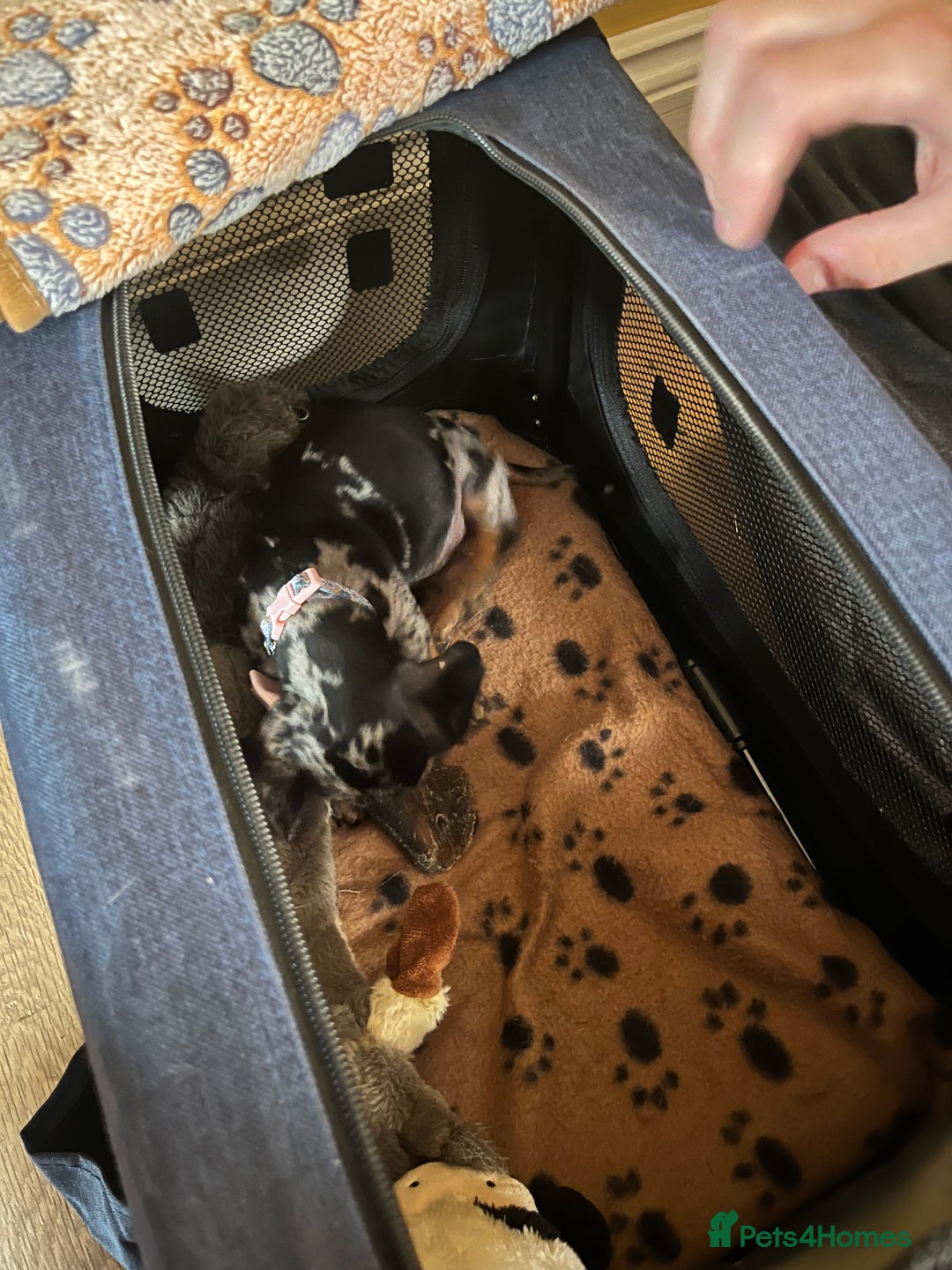 Miniature Dachshund dogs for sale: Dapple mini dachshund & long haired daxi cross - Advert 6