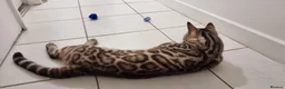 Bengal cats for sale: TICA Purebred rosetted Bengal Kittens - Advert 8
