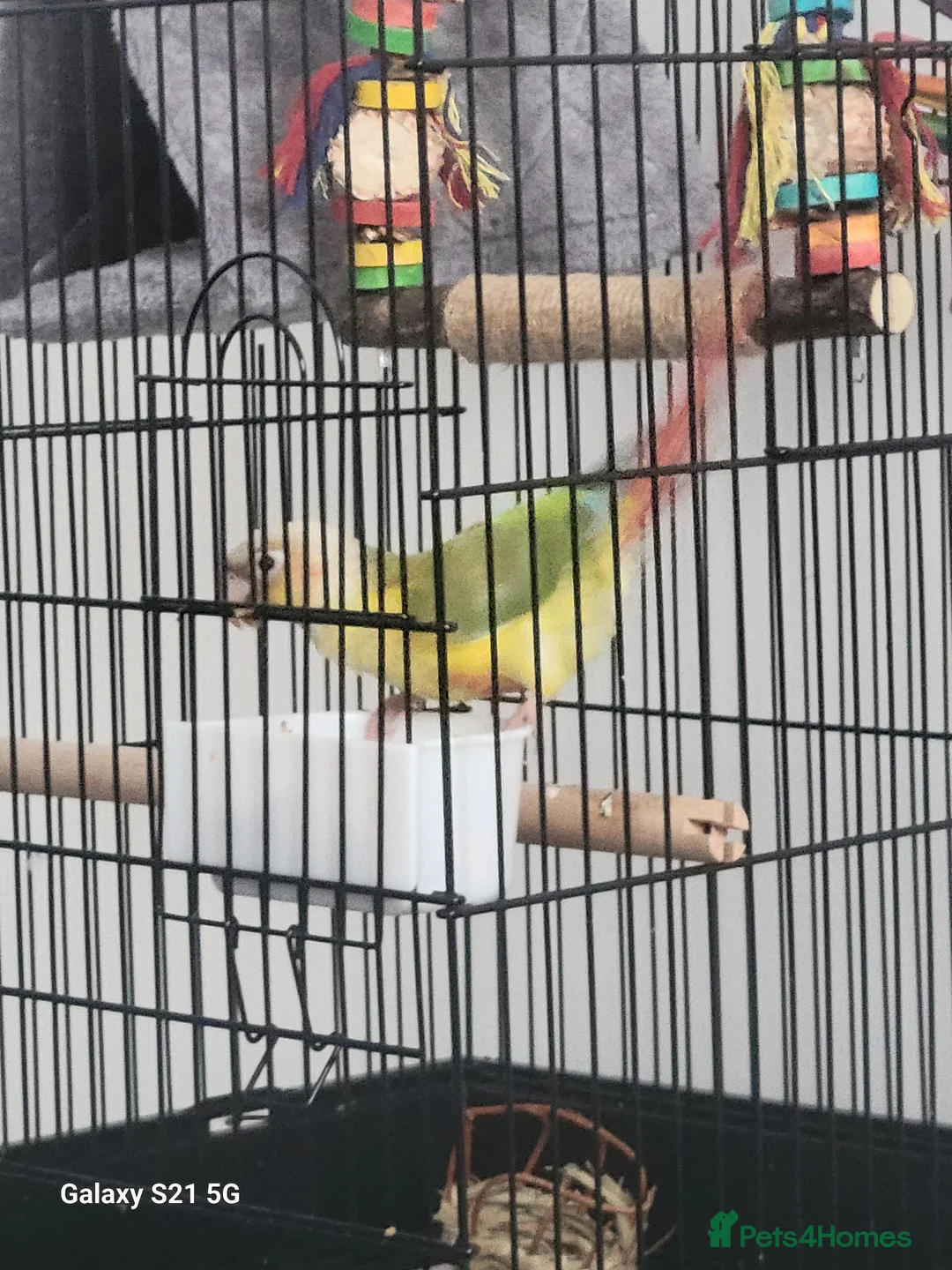 Conures birds for sale: Pyrrhura Moline pineapple  - Advert 6