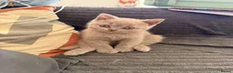 Scottish Fold cats for sale: SCOTTISH FOLD X BRITISH SHORTHAIR KITTENS FOR SALE in Rhyl - Advert 6