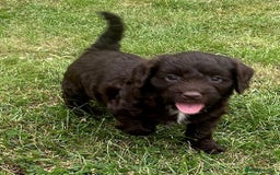 Cockapoo dogs for sale: Stunning F1b petite Cockerpoos.  - Image 8