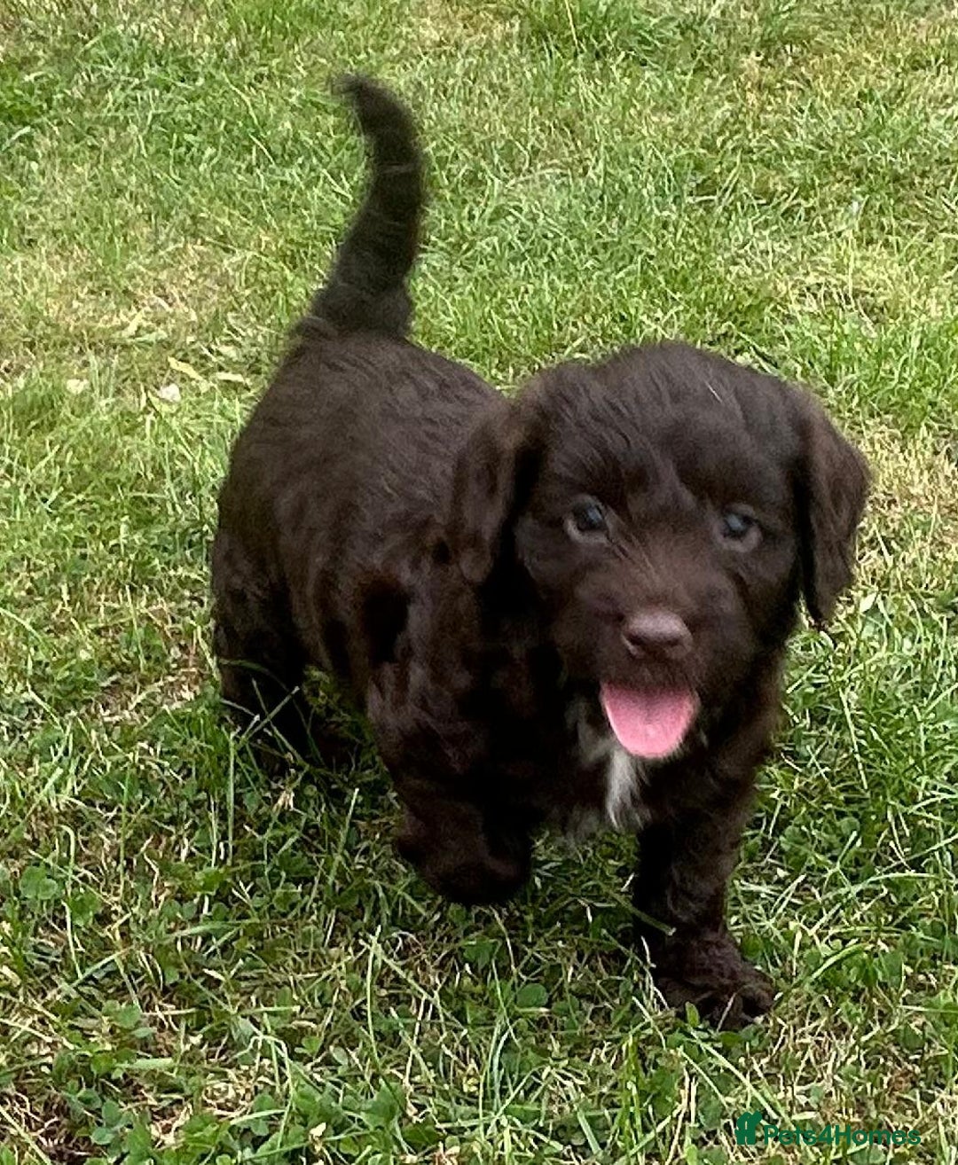 Cockapoo dogs for sale: Stunning F1b petite Cockerpoos.  - Image 8