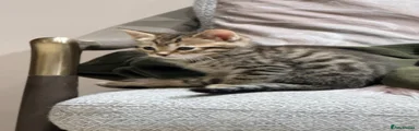 Bengal Kitten 1