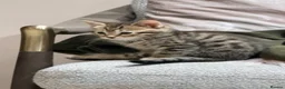 Bengal cats for sale:  Bengal x kittens  in Bristol - Advert 17