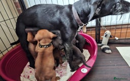 Patterdale Terrier dogs for sale: Patterdale Puppies  - Image 9