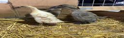 Ducks poultry for sale: Indian runner ducklings for sale in Wellingborough - Advert 3