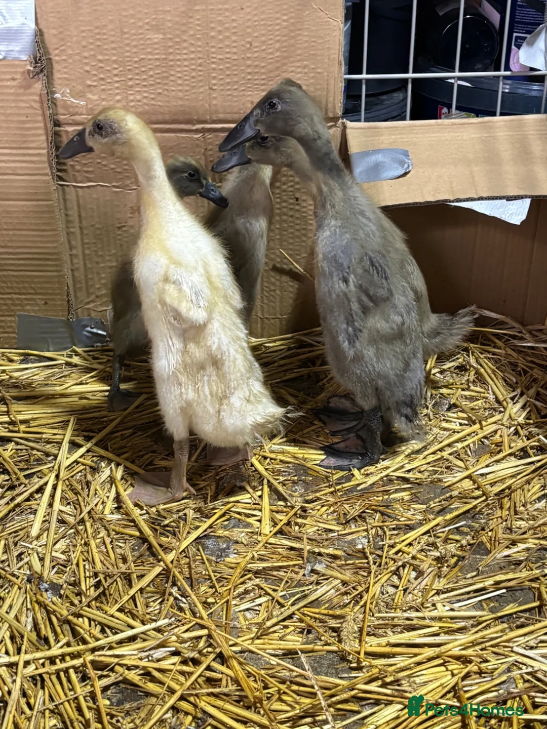 Ducks poultry for sale: Indian runner ducklings for sale in Wellingborough - Advert 3