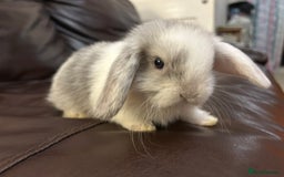 Mini Lop rabbits for sale: Lovely baby minilops for sale  - Image 18