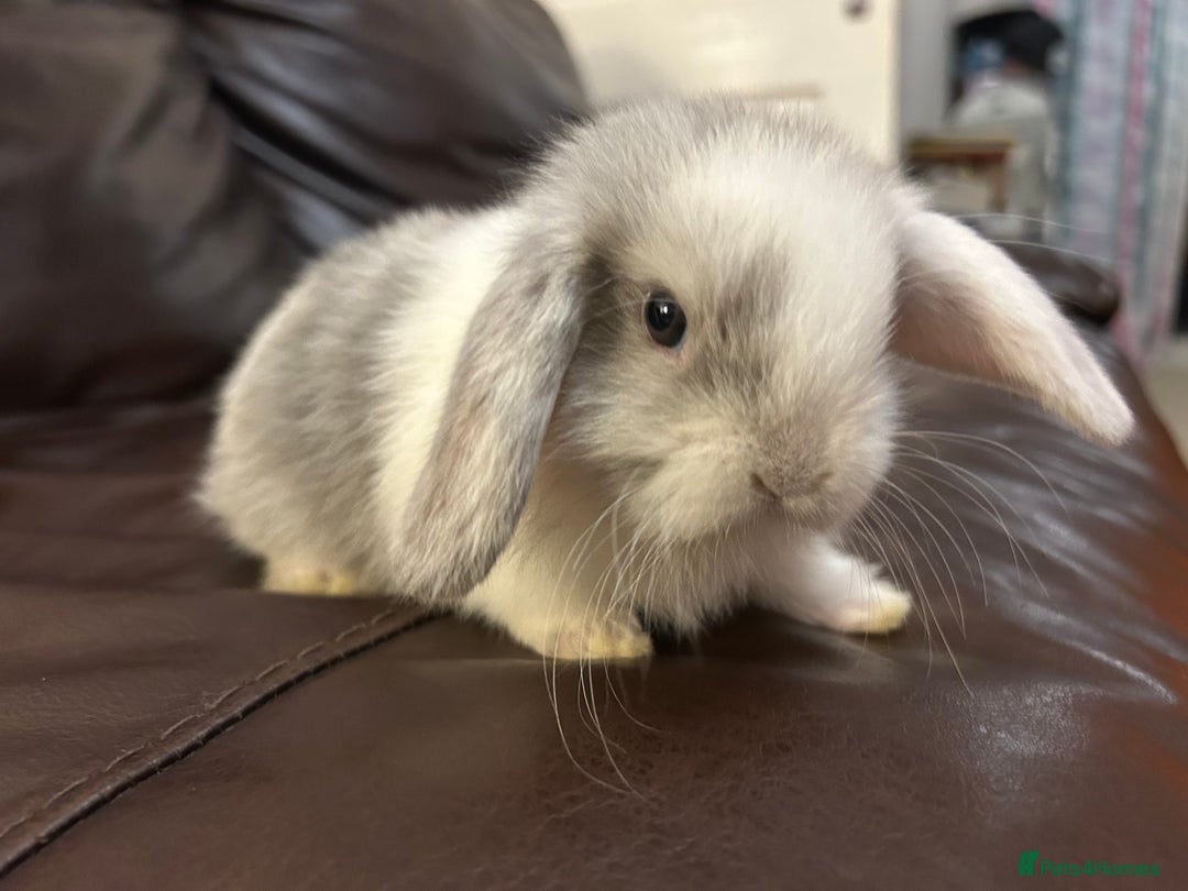 Mini Lop rabbits for sale: Lovely baby minilops for sale  - Image 18