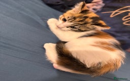Mixed Breed cats for sale: 5 beautiful kittens  - Image 5