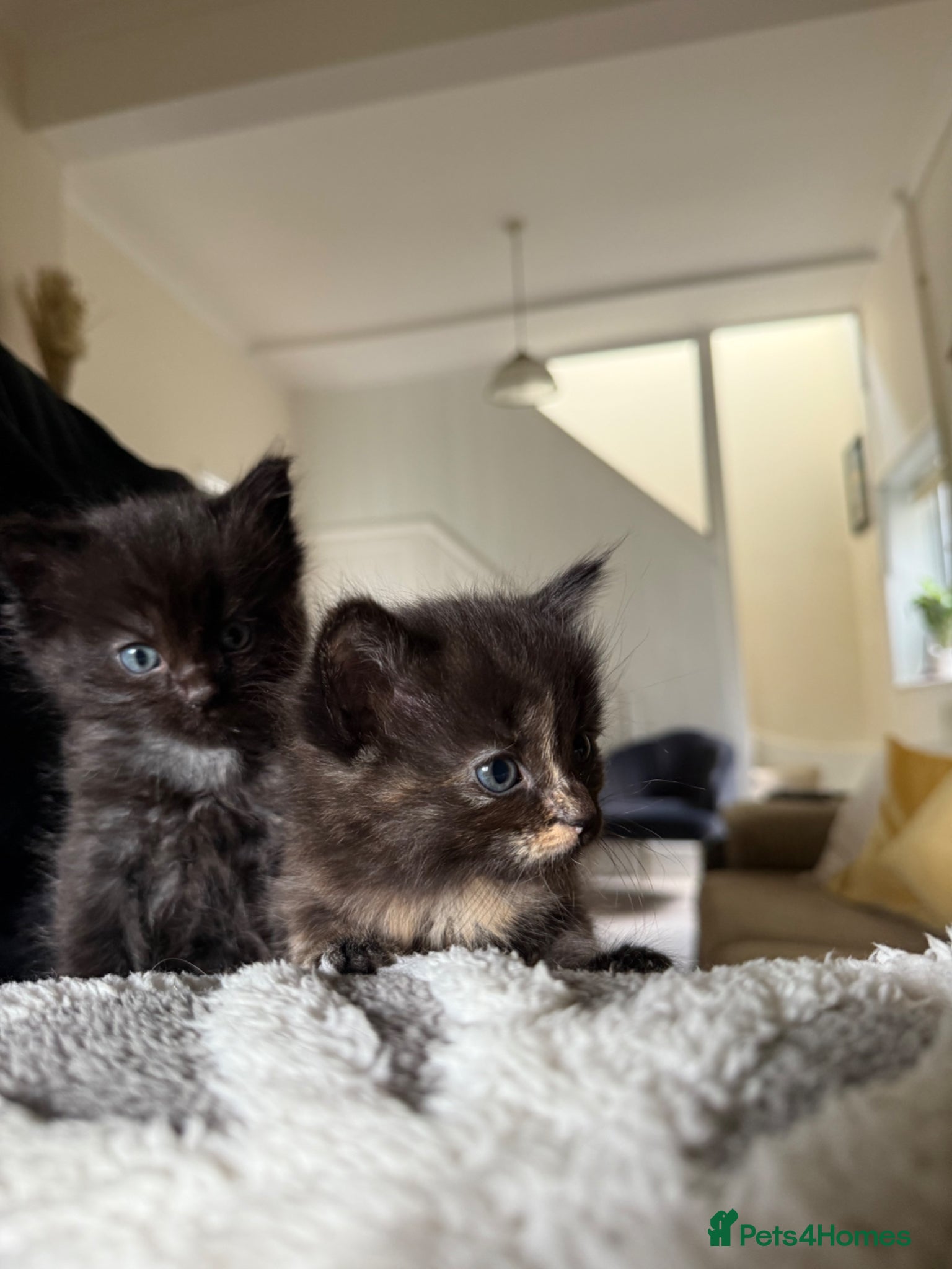 Mixed Breed cats The fluffiest black kittens with bright blue eyes - Advert 1