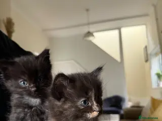Mixed Breed cats The fluffiest black kittens with bright blue eyes - Advert 1