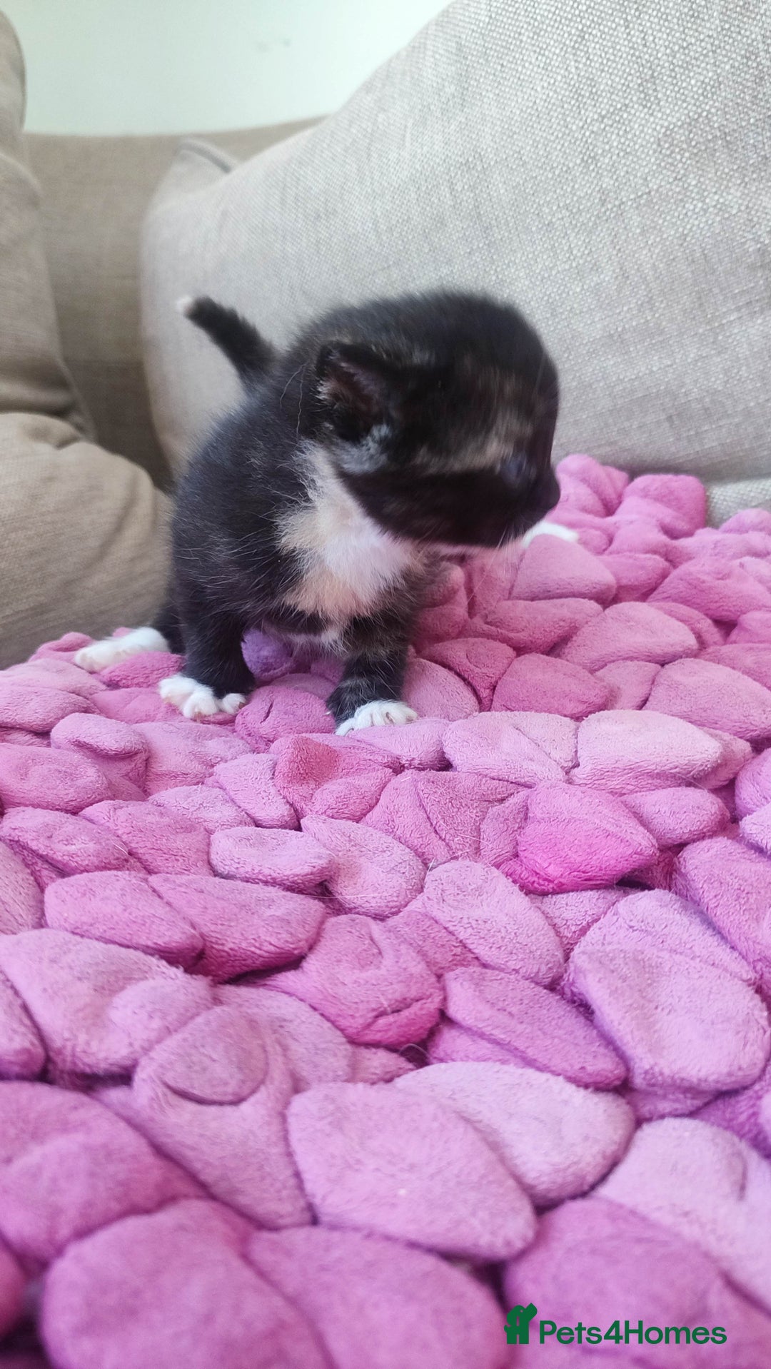 British Shorthair cats for sale: Adorable kittens  in Great Missenden - Image 12