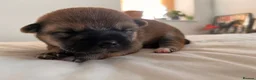 Japanese Shiba Inu dogs for sale: 3 beautiful Shiba puppies  - Advert 13