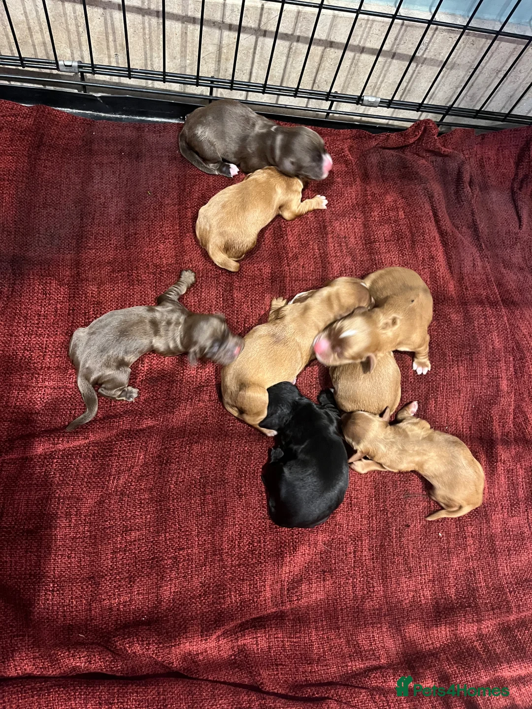Cocker Spaniel dogs for sale: Beautiful KC registered Cocker Spaniel puppies - Advert 2