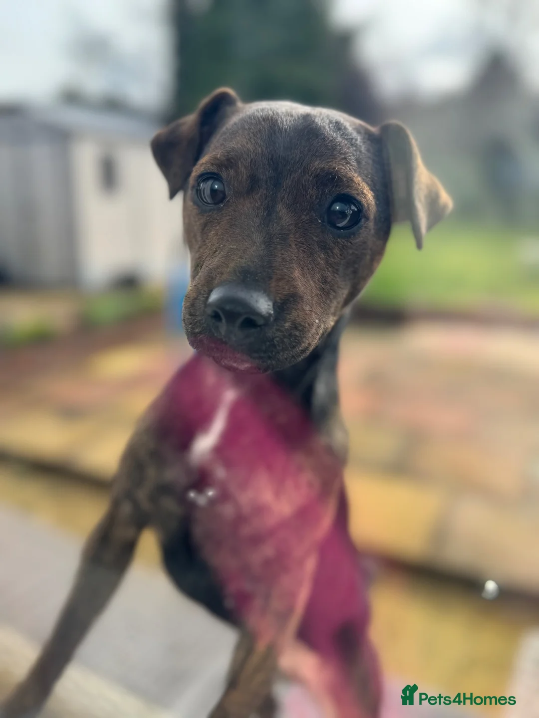 Patterdale Terrier dogs for sale: Patterdale Cross Bitch - Advert 2