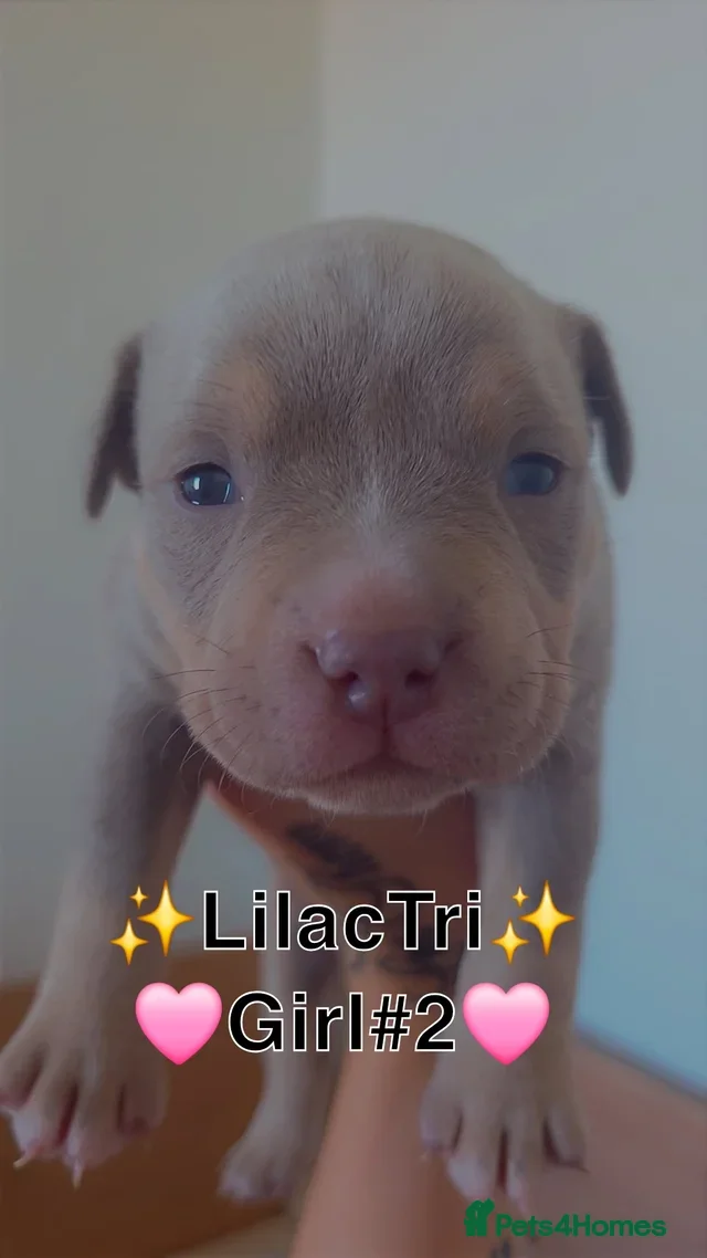 American Bully dogs for sale: ✨️💖American Bully (pocket) Puppies💖✨️ - Advert 6