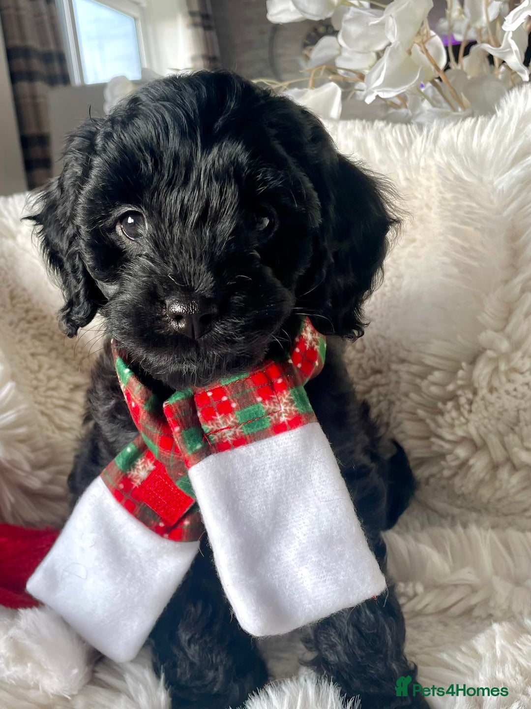 Cavapoo dogs for sale: F1 Cavapoo - Advert 18