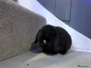 Mini Lop rabbits - Advert 23