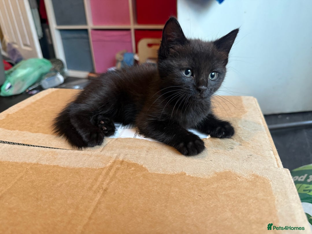 Mixed Breed cats for sale: tuxedo ghost tabby kittens - Image 11