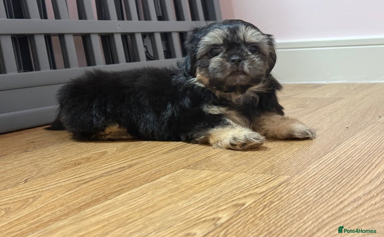 Shih Tzu dogs - Advert 3