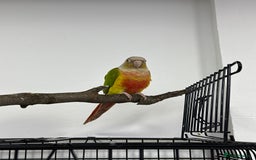 Conures birds for sale: Male conures and semi tame Alexandrine ring neck  - Image 2