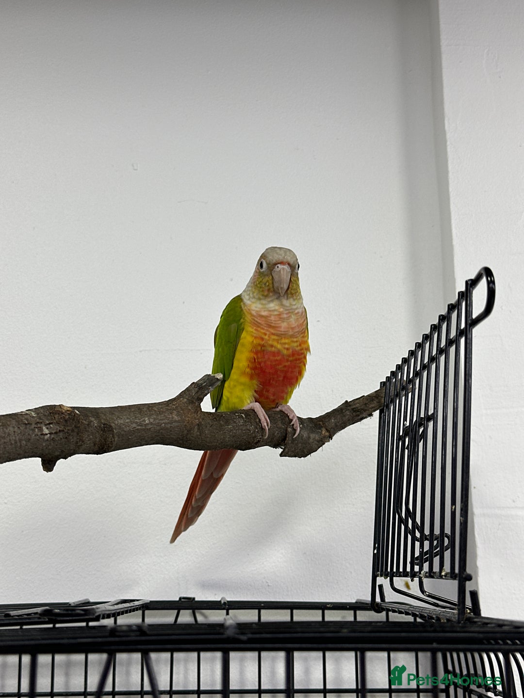 Conures birds for sale: Male conures and semi tame Alexandrine ring neck  - Image 2