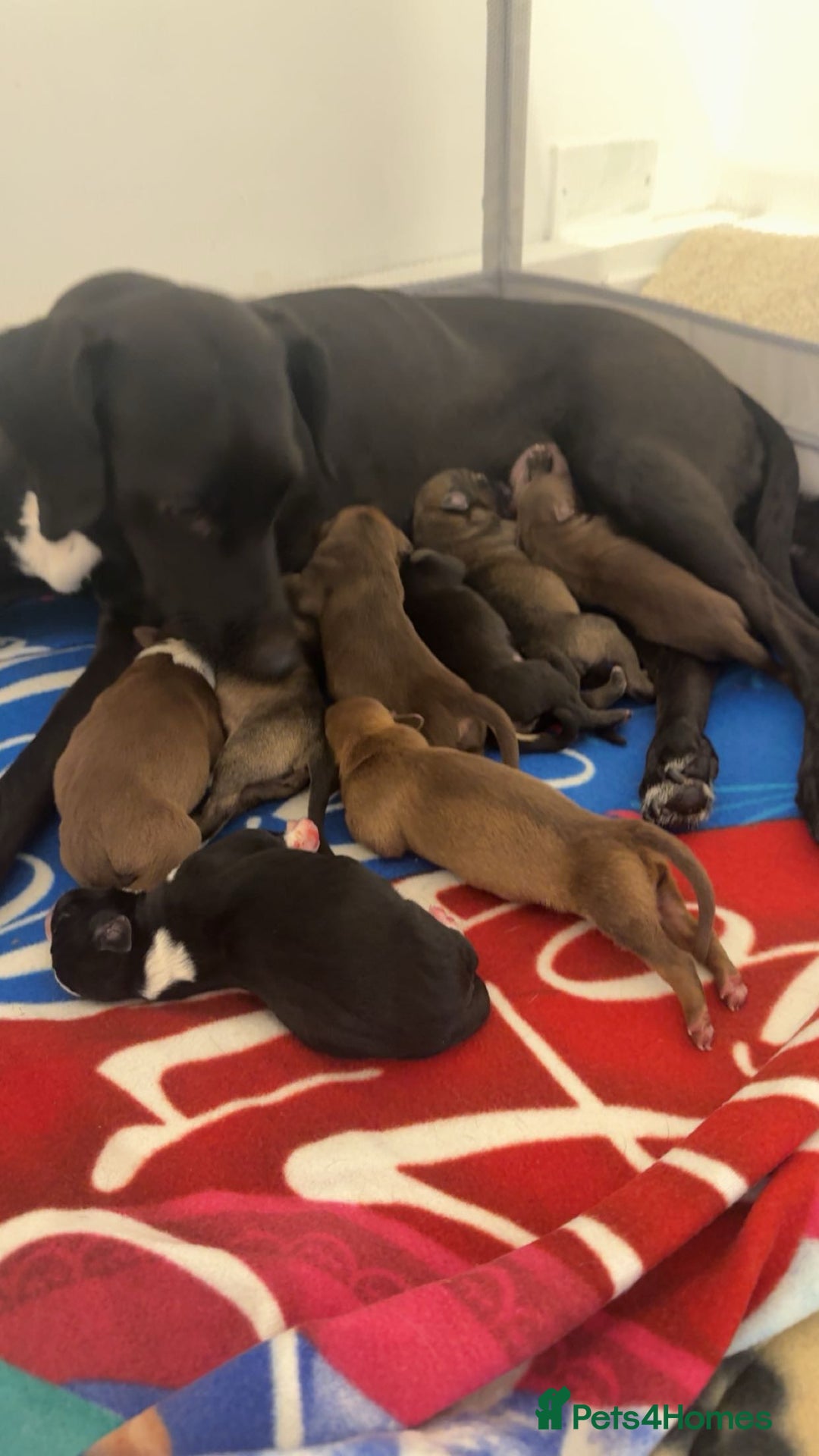 Borador dogs for sale: Border collie x lab puppies for sale  - Image 3