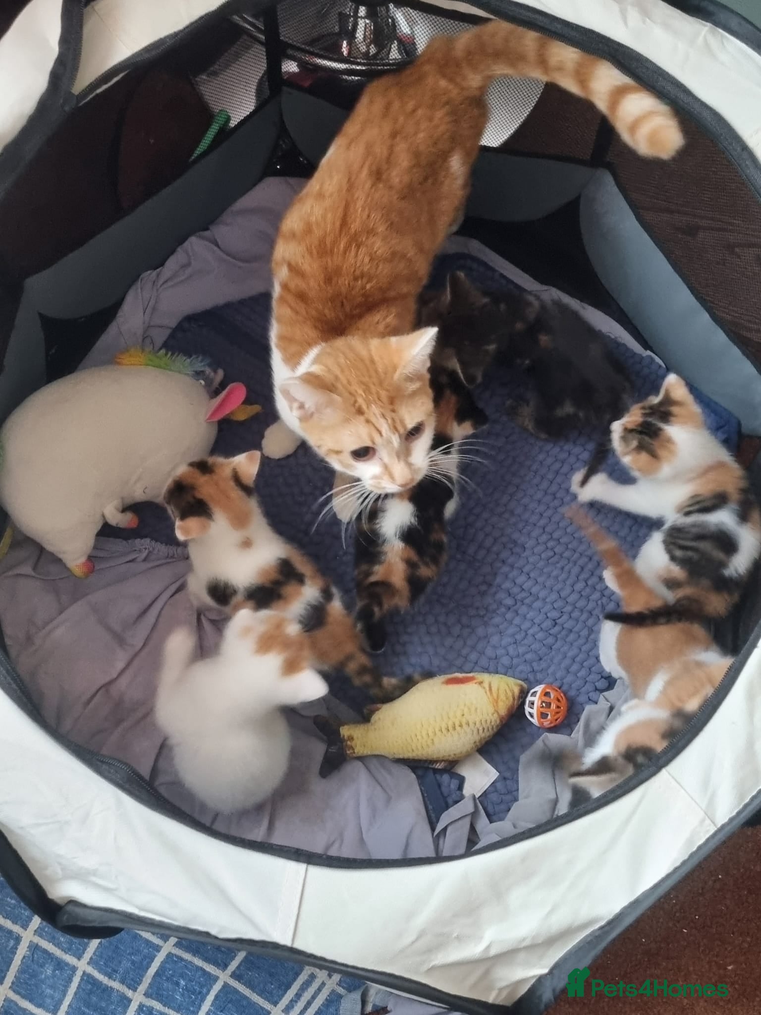 Mixed Breed cats Beautiful Kittens for Sale – 3 Females & 3 Males - Advert 2