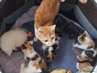 Mixed Breed cats Beautiful Kittens for Sale – 3 Females & 3 Males - Advert 1