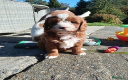 Cavapoo dogs for sale: Scrumptious Cavapoo puppies- Dad PRA tested - Image 10