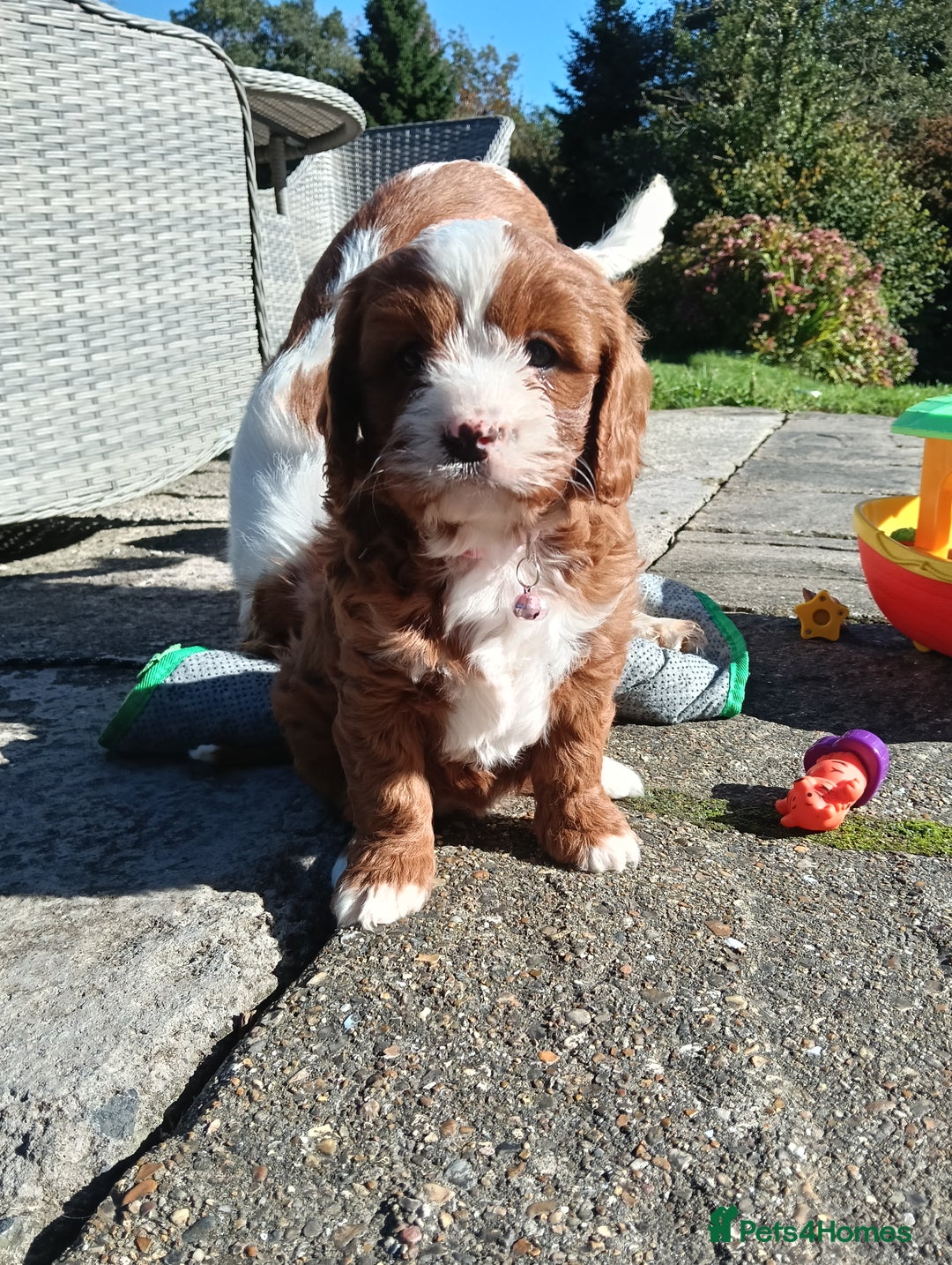 Cavapoo dogs for sale: Scrumptious Cavapoo puppies- Dad PRA tested - Image 10