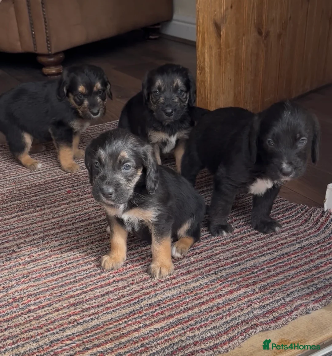 Cockapoo dogs for sale: Cockapoo puppies  in Bedworth - Advert 5