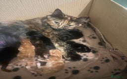 Domestic Shorthair cats for sale: Adorable fluffy kittens for sale!! - Image 8