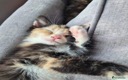 Mixed Breed cats for sale: Beautiful kittens  - Image 10