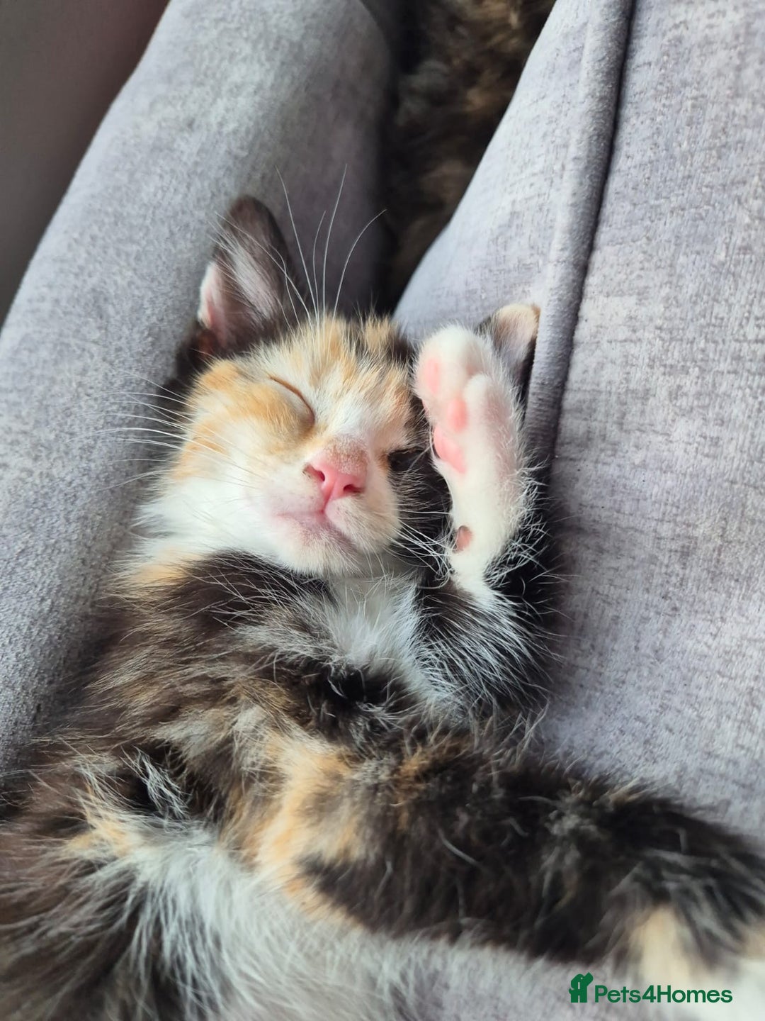 Mixed Breed cats for sale: Beautiful kittens  - Image 10